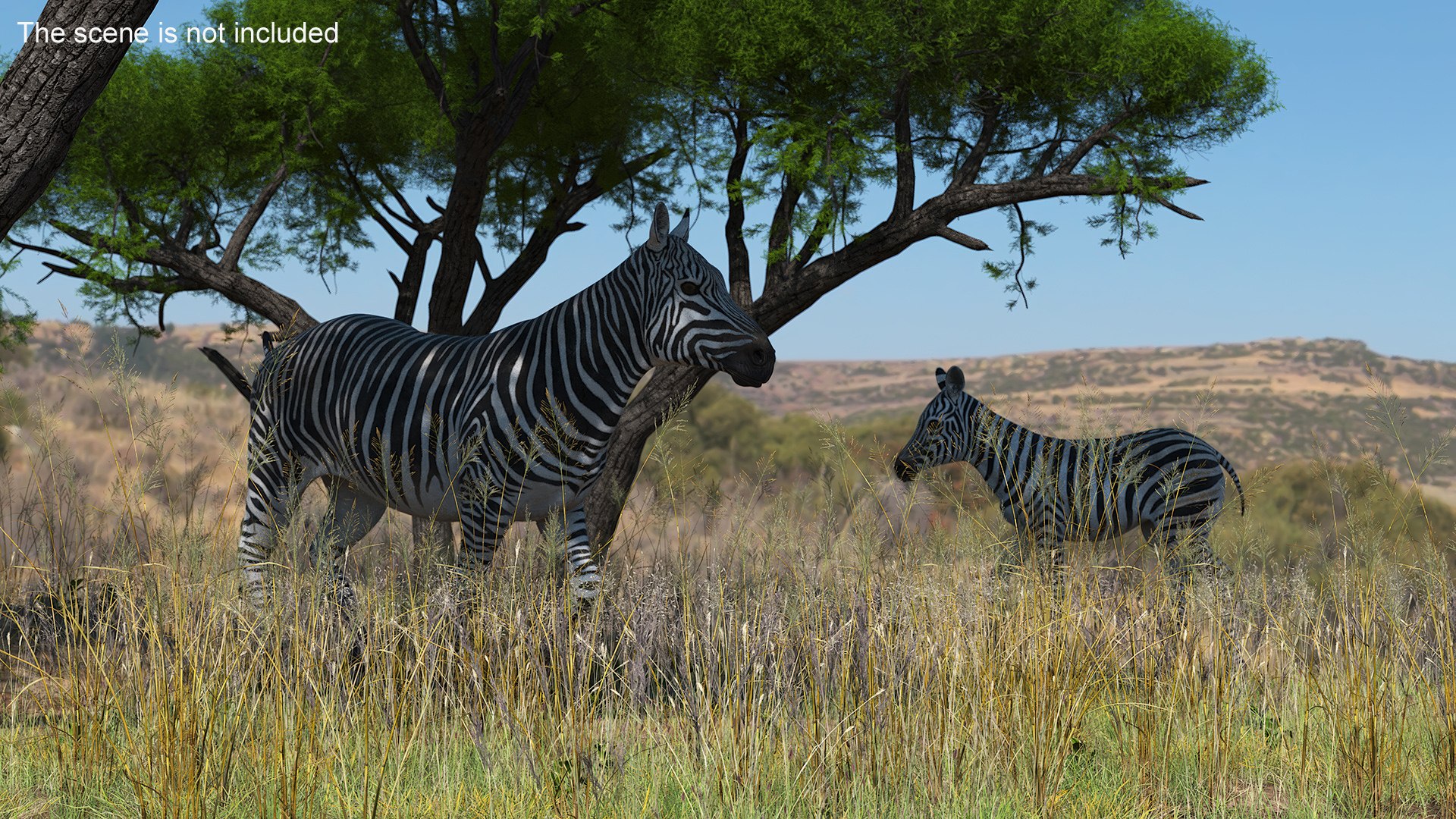 Plains Zebra Rigged Model - TurboSquid 2366175