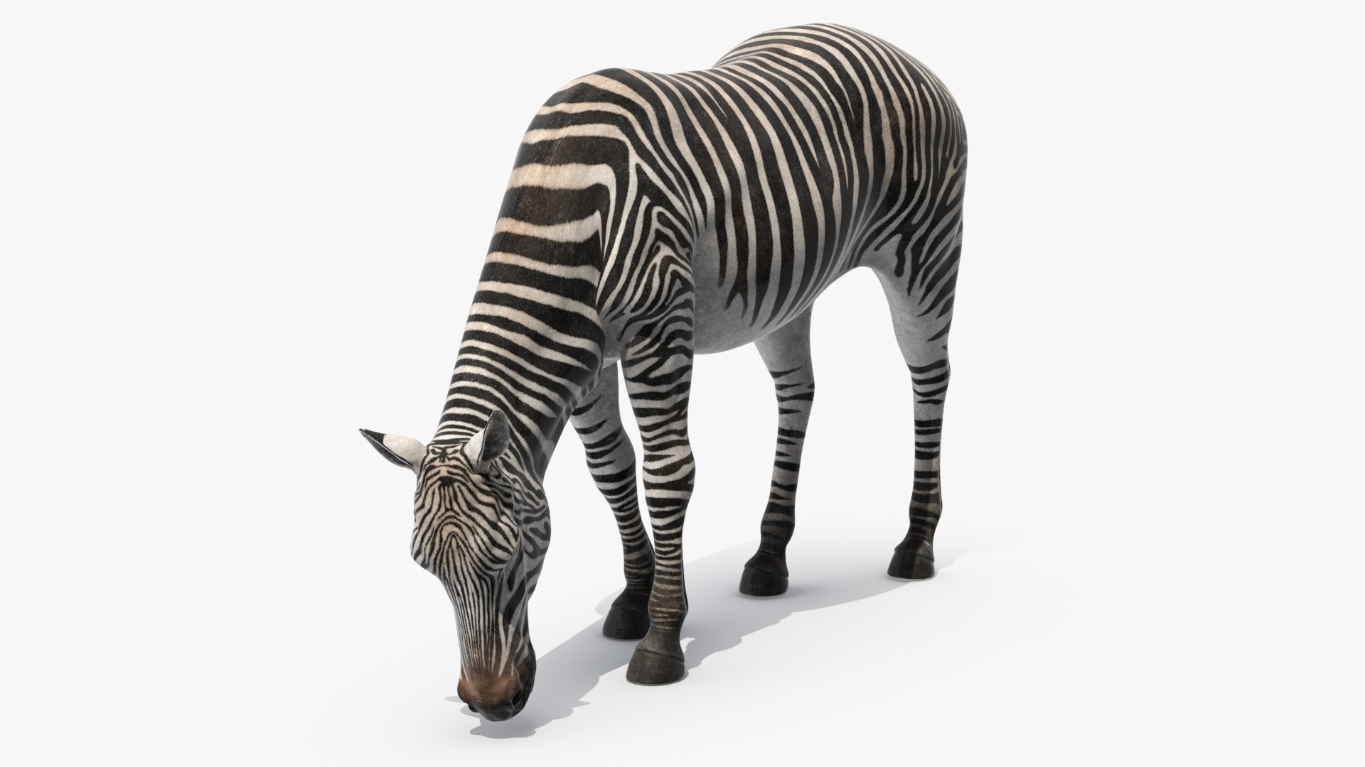 Plains Zebra Rigged Model - TurboSquid 2366175