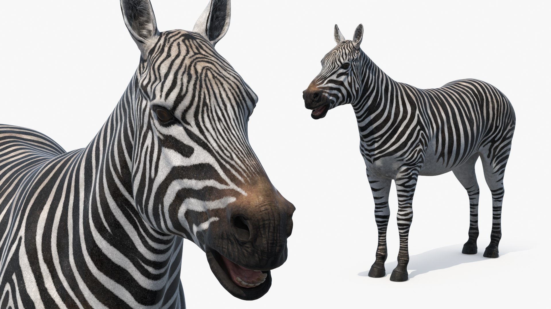 Plains Zebra Rigged Model - TurboSquid 2366175