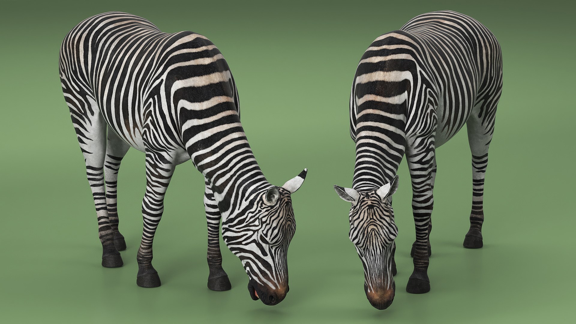 Plains Zebra Rigged Model - TurboSquid 2366175