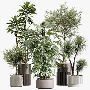 3D model AV Indoor Plants Set 424 Yucca Palm and Elegant Monstera and Olive Tree and Euphorbia Drupifera