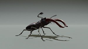 3D stag beetle