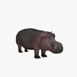 3D Hippopotamus model