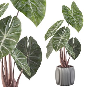 Alocasia pink dragon in a pot for the interior