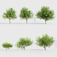 Citrus limon - Lemon Tree 3D model