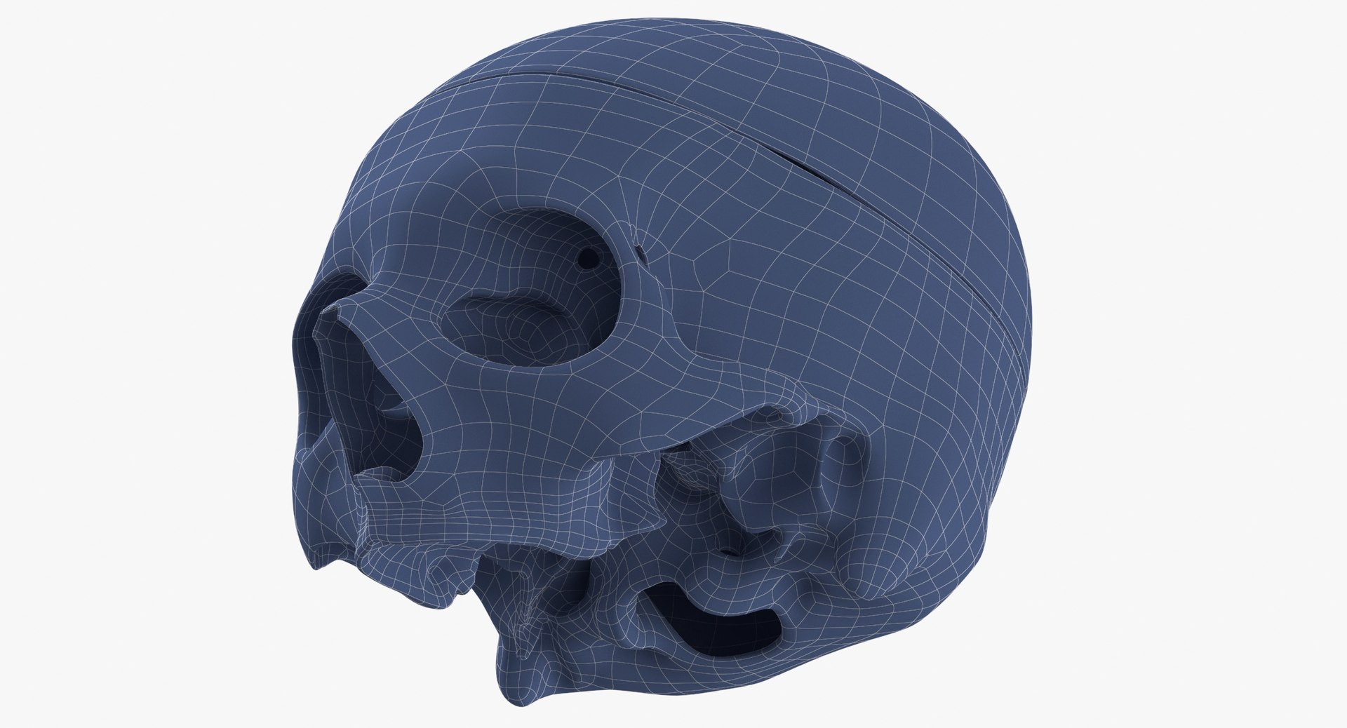 human skull cranial 02 3D https://p.turbosquid.com/ts-thumb/do/lVHTL4/DW57gwFM/human_skull_cranial_02_cut_with_piece_white_wireframe_0008/jpg/1588235608/1920x1080/fit_q87/5abac6fa9a5517f0a724bb3fd794cecc6eae5e8f/human_skull_cranial_02_cut_with_piece_white_wireframe_0008.jpg