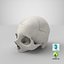 Cranio umano reale 02 craniale tagliato con un pezzo bianco