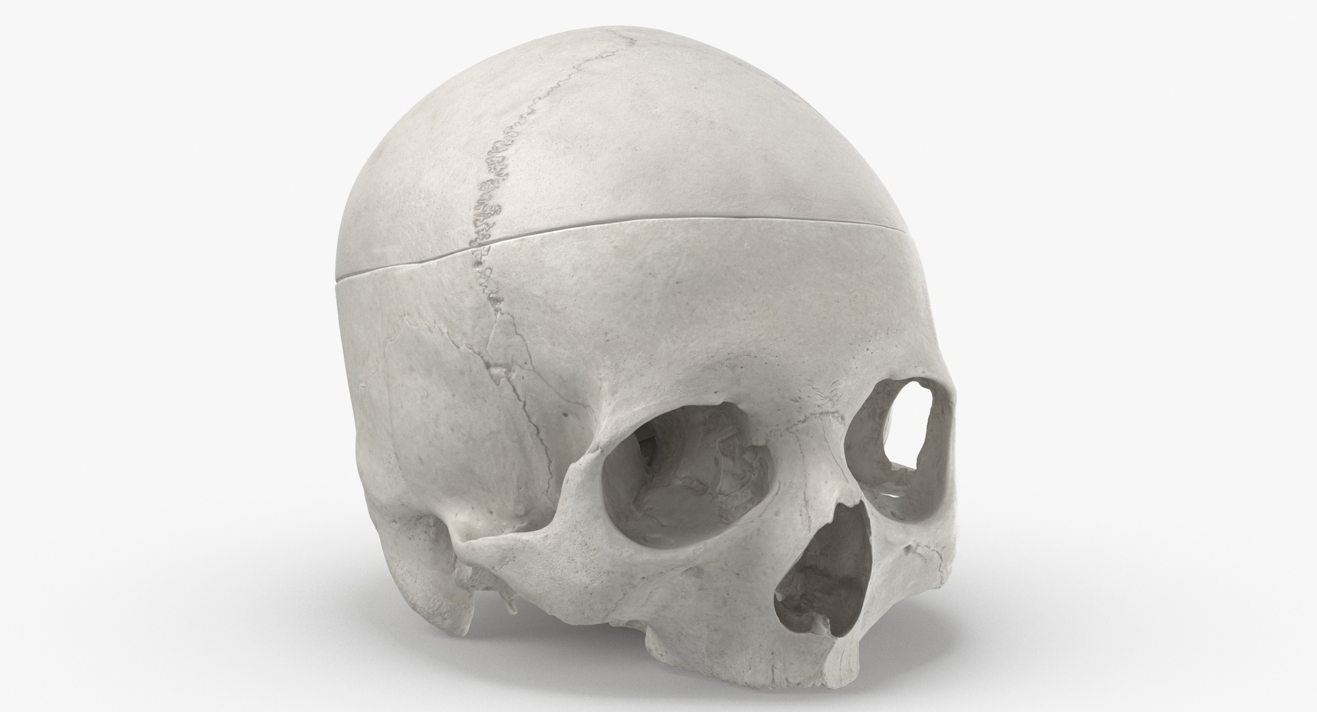 human skull cranial 02 3D https://p.turbosquid.com/ts-thumb/do/lVHTL4/rCxZeqDK/0000/jpg/1588235665/1920x1080/turn_fit_q99/02fa27897a158077c521393f6b5f7d87dfe0aed4/0000-1.jpg