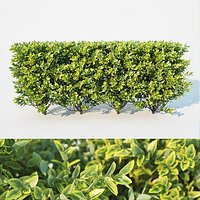 Ligustrum ovalifolium modular hedge. H 60cm