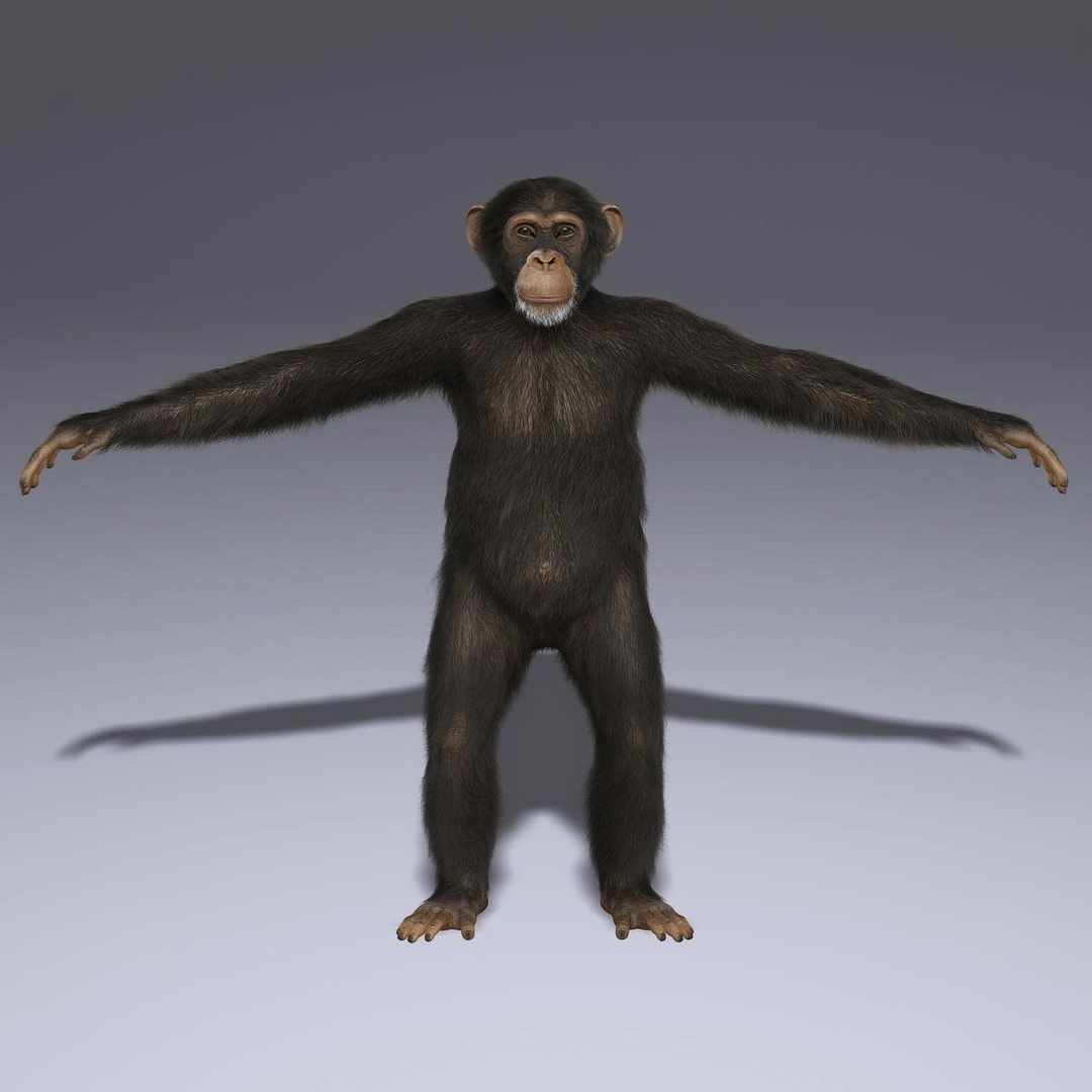 3d chimps fur https://p.turbosquid.com/ts-thumb/do/mMpgEK/7W2EySJn/turn/jpg/1336230738/1920x1080/turn_fit_q99/93ae4eeeefdedeeefdd58812c446d9035b14284c/turn-1.jpg