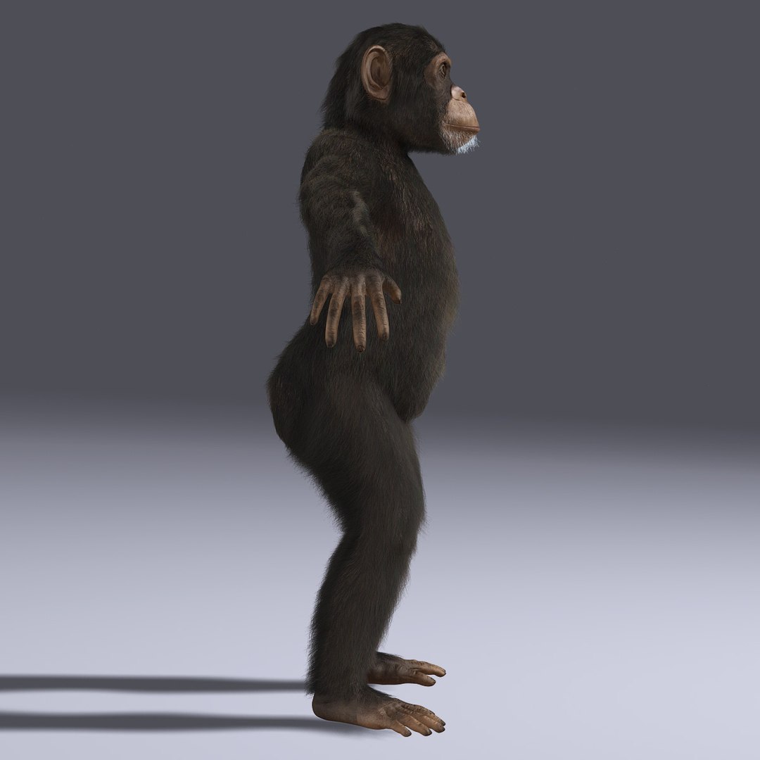 3d chimps fur https://p.turbosquid.com/ts-thumb/do/mMpgEK/ZAb8IVZX/a4/jpg/1336230458/1920x1080/fit_q87/147c26198be9098ec50cf521d95538611d4754e7/a4.jpg