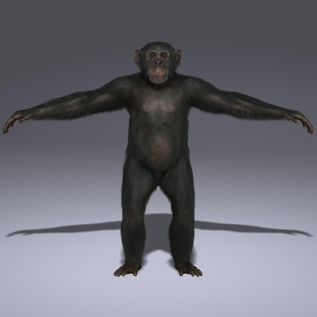 3d chimps fur https://p.turbosquid.com/ts-thumb/do/mMpgEK/gQ91GNm5/turn/jpg/1336230657/1920x1080/turn_fit_q99/de2bbdedb7e5d4864c635b9aadf86f70c4d183af/turn-1.jpg