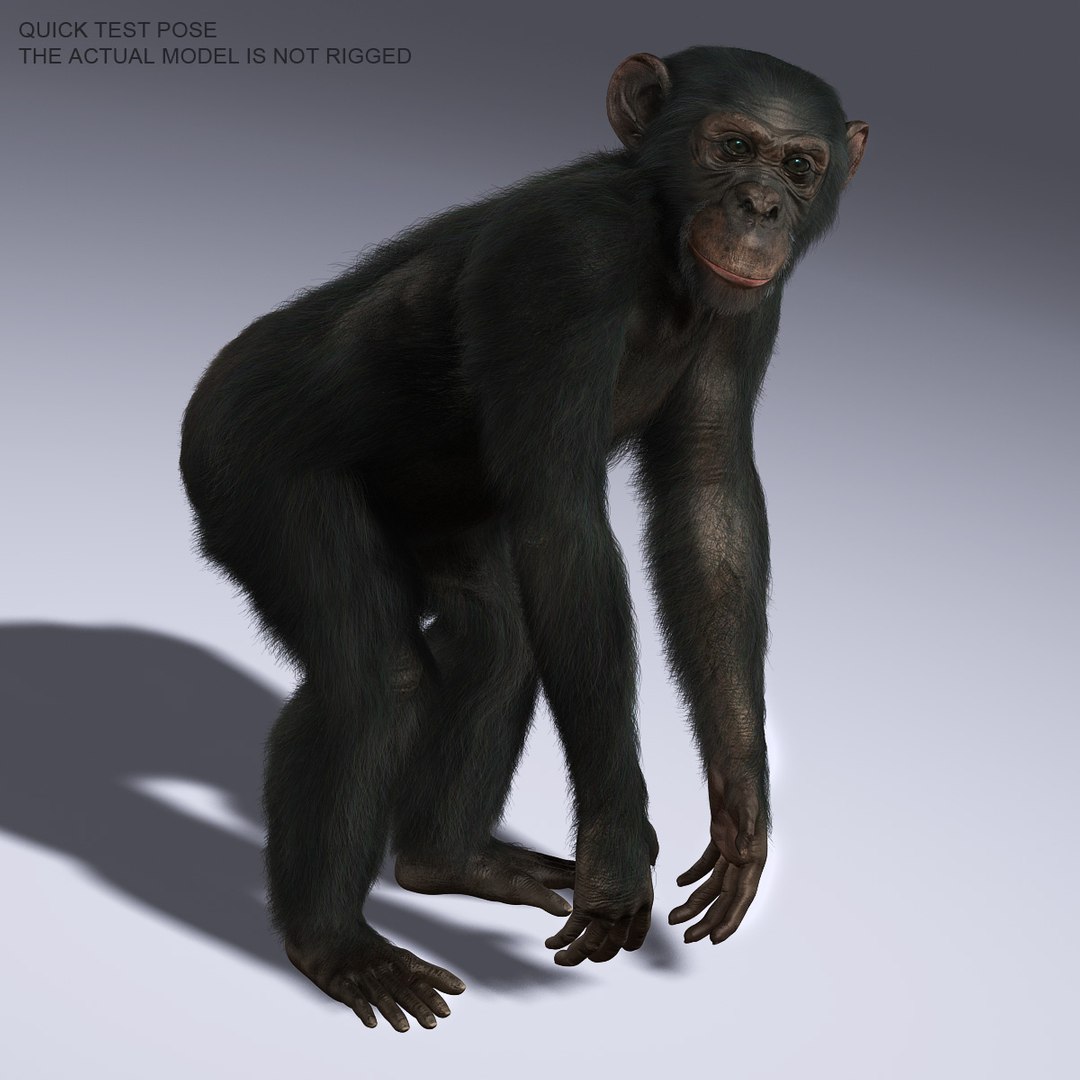 3d chimps fur https://p.turbosquid.com/ts-thumb/do/mMpgEK/xoQcDc1N/hd09/jpg/1336230458/1920x1080/fit_q87/245c88457587833c5b981032dcf75371f53bd4d9/hd09.jpg
