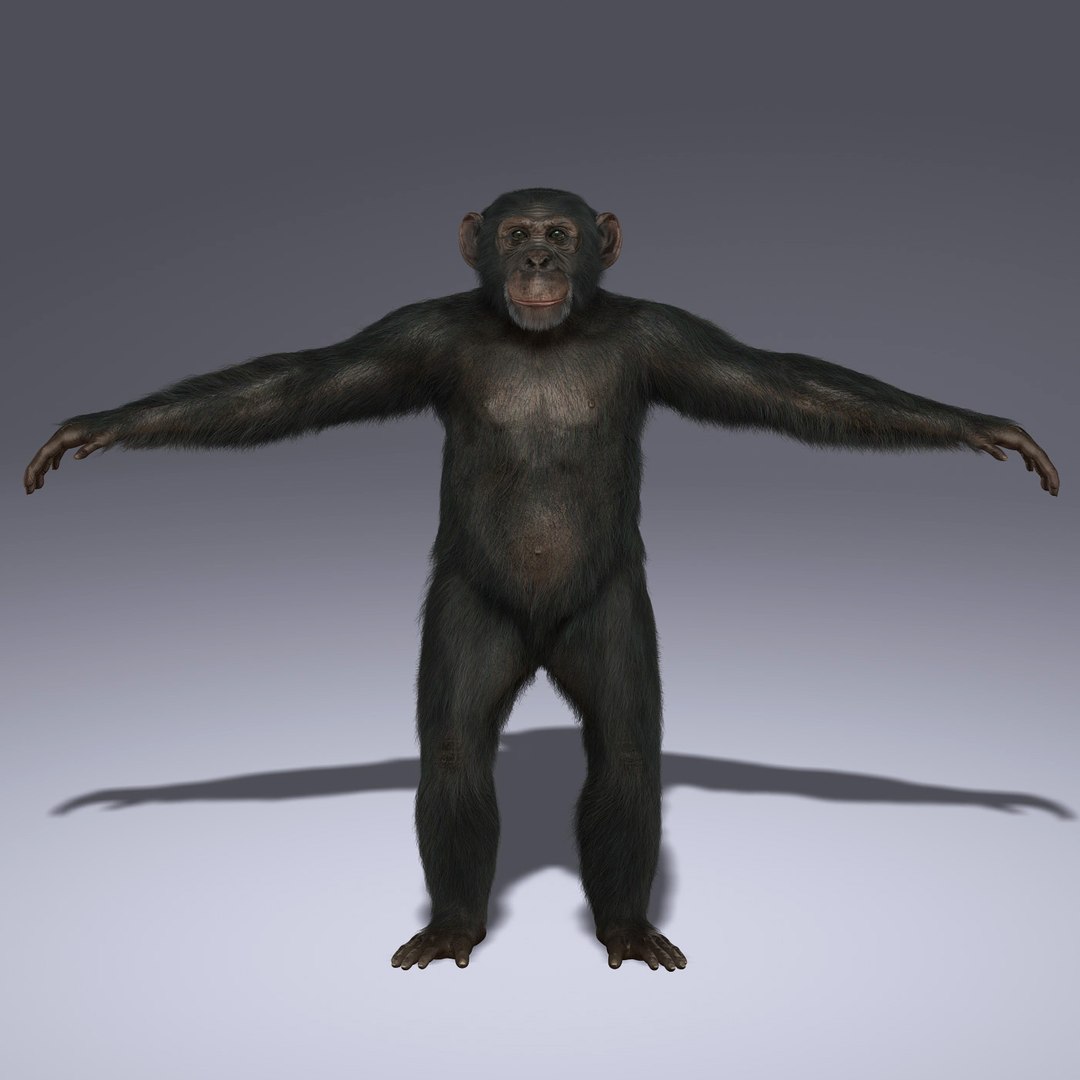 3d chimps fur https://p.turbosquid.com/ts-thumb/do/mMpgEK/yOwJYHsM/hd02/jpg/1336230458/1920x1080/fit_q87/6ce85a951d0d8ca5875bb5c3a83cb1b769d3437f/hd02.jpg