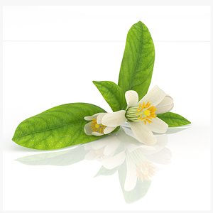 Citrus Flowers realistic aroma health decor advertising