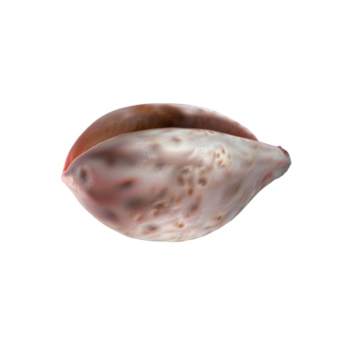 Conch Shell v12 3D https://p.turbosquid.com/ts-thumb/do/qFnEzU/ce/squid/jpg/1741448873/1920x1080/fit_q87/73f72c037bb23218d67668bf5ce81abfc727925d/squid.jpg