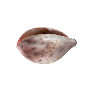 Conch Shell v12