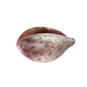 Conch Shell v12