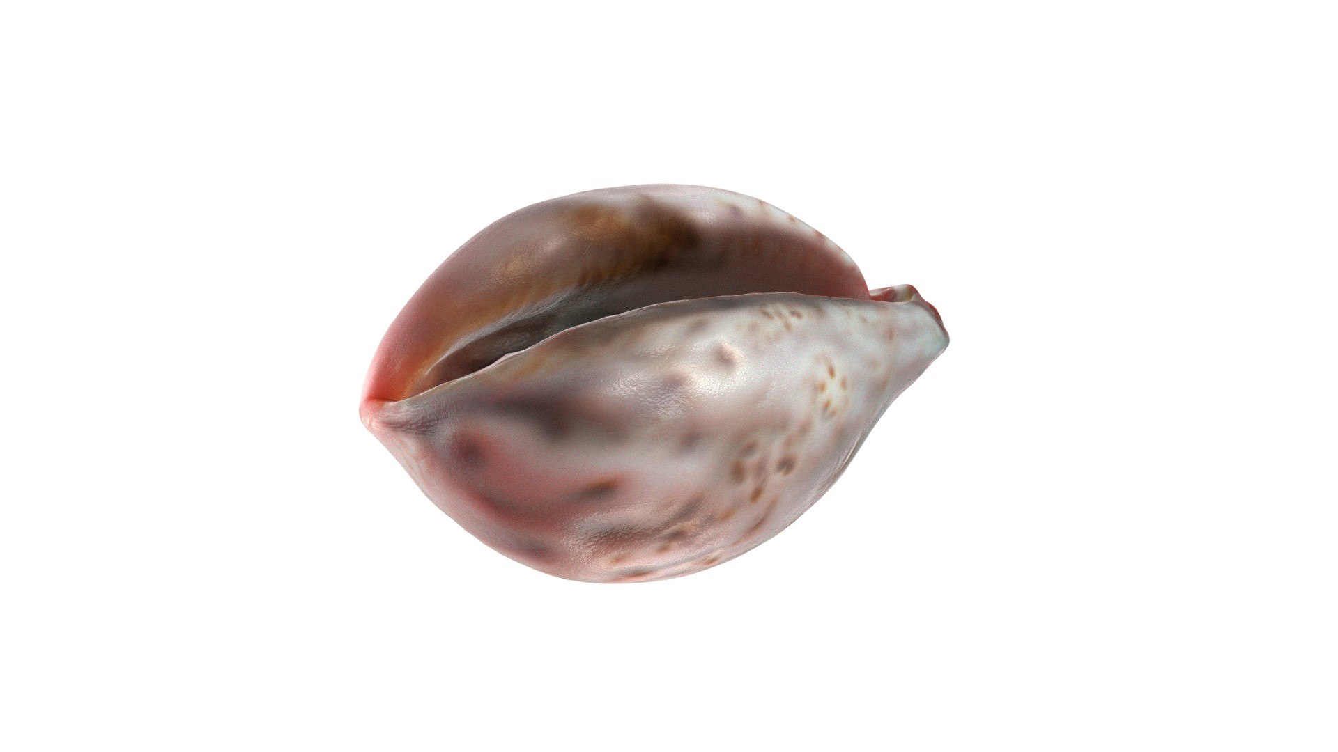 Free Conch Shell V12 3D - TurboSquid 2370742