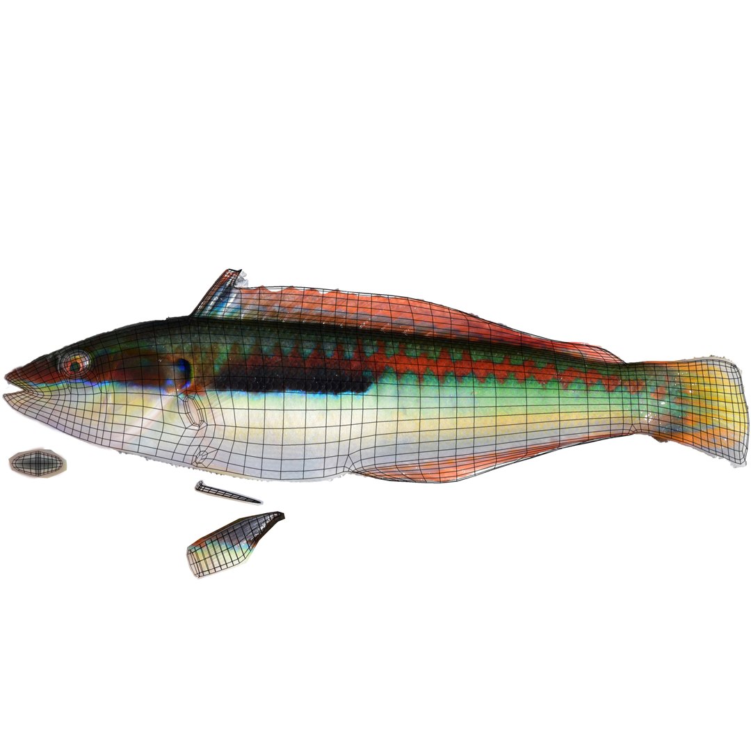 rainbow wrasse max https://p.turbosquid.com/ts-thumb/do/rzsnUr/JOHWRe00/rainbowwrasse_uv/jpg/1476552740/1920x1080/fit_q87/874c605f844cf197f789b31e300a7fb996d697ff/rainbowwrasse_uv.jpg