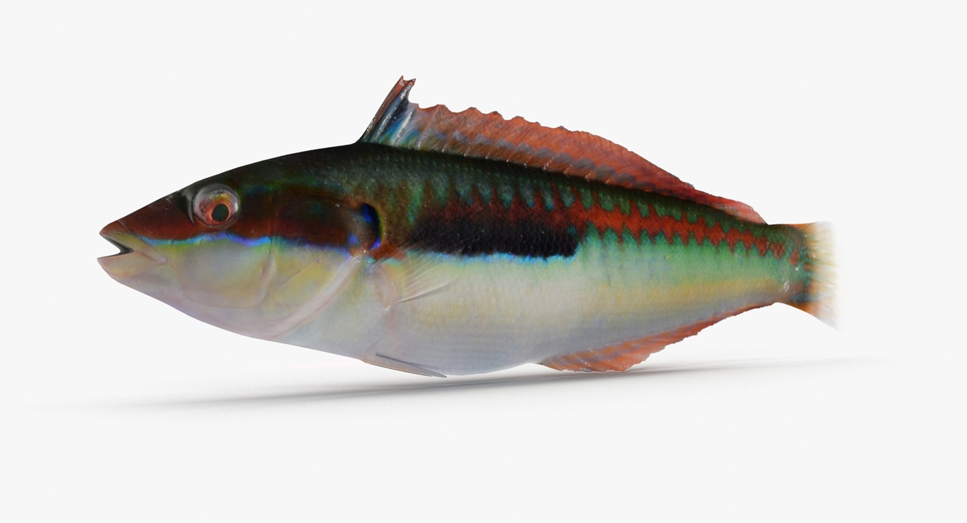 rainbow wrasse max https://p.turbosquid.com/ts-thumb/do/rzsnUr/OVQNJnCk/rainbowwrasse_r0002/jpg/1476552740/1920x1080/fit_q87/1216bd50bada6dfecf906a0081bd7855a5cfa39a/rainbowwrasse_r0002.jpg