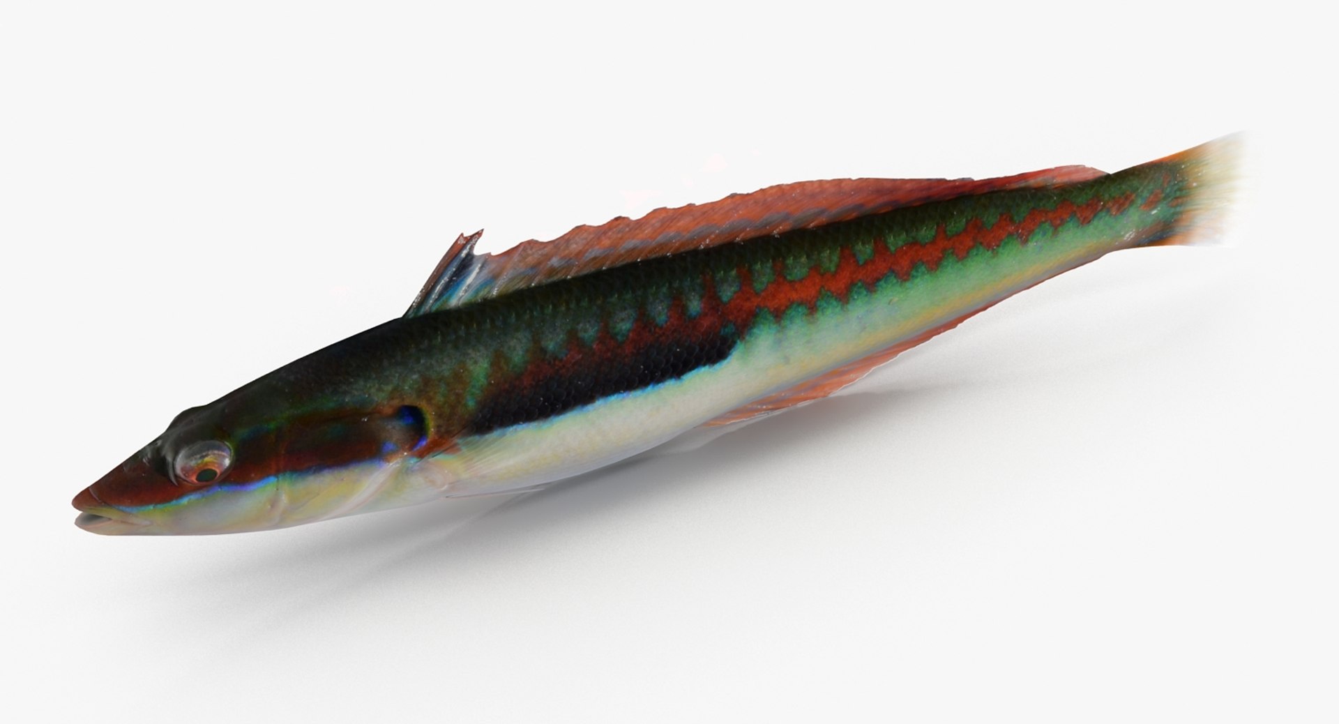 rainbow wrasse max https://p.turbosquid.com/ts-thumb/do/rzsnUr/QSWy0V27/rainbowwrasse_r0006/jpg/1476552740/1920x1080/fit_q87/a95af0a82c1f65e1dbe5df5c1d37d0397df1a2f1/rainbowwrasse_r0006.jpg