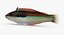 Rainbow Wrasse