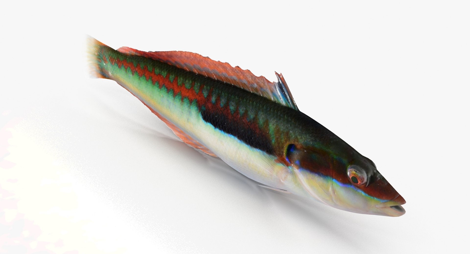 rainbow wrasse max https://p.turbosquid.com/ts-thumb/do/rzsnUr/WcOGolW5/rainbowwrasse_r0005/jpg/1476552740/1920x1080/fit_q87/58a38eb24f85737b1f90c559ebc3b06ca7391e1c/rainbowwrasse_r0005.jpg