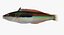 Rainbow Wrasse