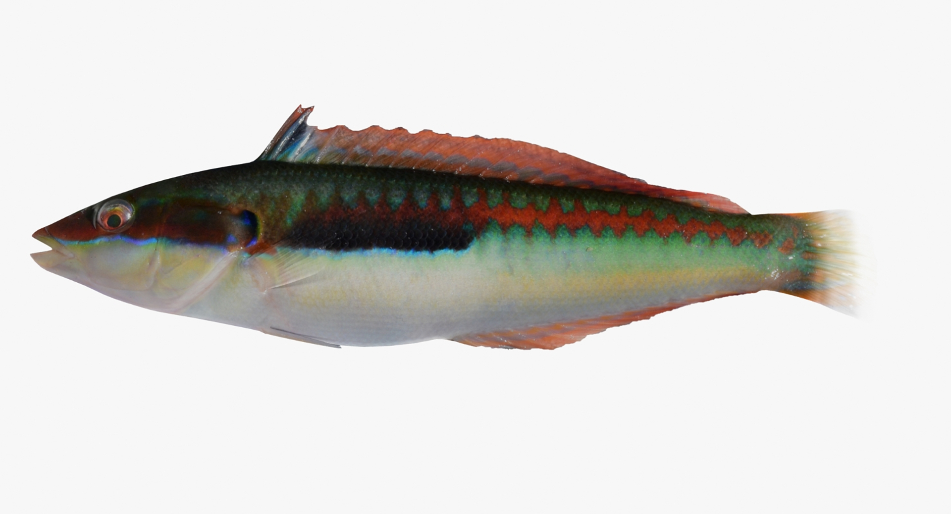 rainbow wrasse max https://p.turbosquid.com/ts-thumb/do/rzsnUr/YjThHxis/rainbowwrassett/jpg/1476552724/1920x1080/turn_fit_q99/ef2c02363796cf1528e85d6b1c1a3b657816adec/rainbowwrassett-1.jpg