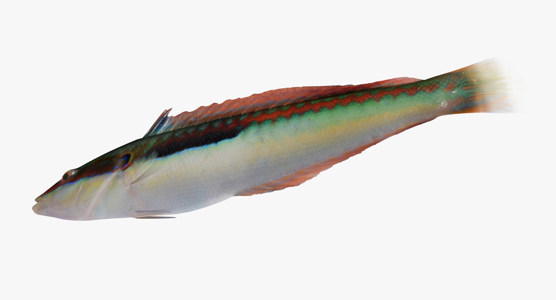 rainbow wrasse max https://p.turbosquid.com/ts-thumb/do/rzsnUr/fEMYTvIj/rainbowwrasse_r0004/jpg/1476552740/1920x1080/fit_q87/f74ccaca96ebcf537e2d9498754df0e7ede290ee/rainbowwrasse_r0004.jpg