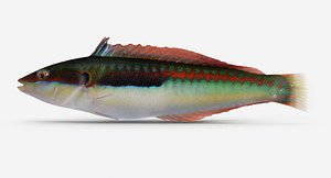 Rainbow Wrasse