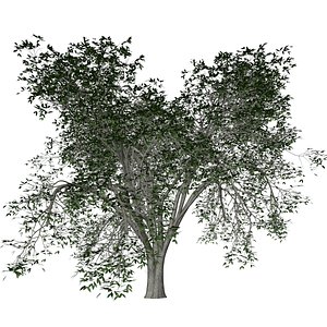 American Elm Tree - 06 - model