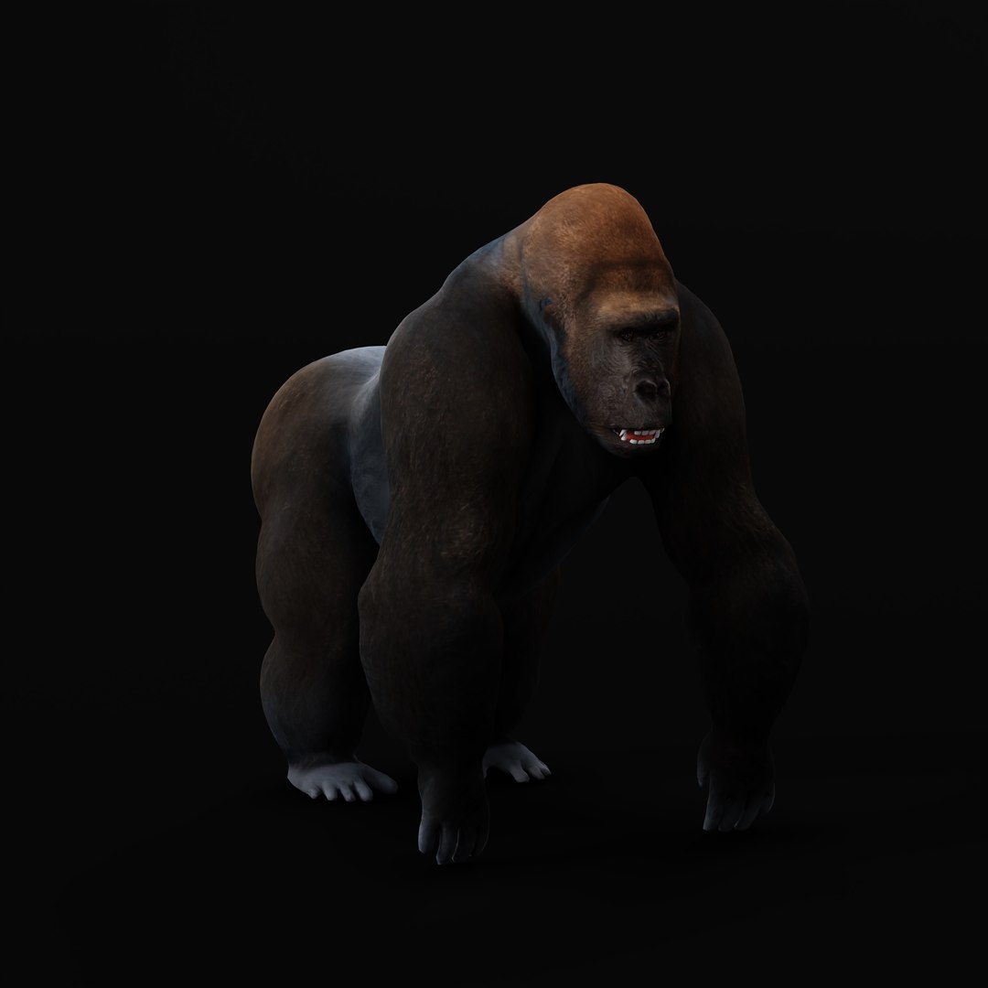 Western Lowland Gorilla model https://p.turbosquid.com/ts-thumb/do/xRzP7p/2l/western_lowland_gorilla_rig_0005/jpg/1737303578/1920x1080/fit_q87/93d4bbe84250fbac832cb45409ceff7cabfdc8d4/western_lowland_gorilla_rig_0005.jpg