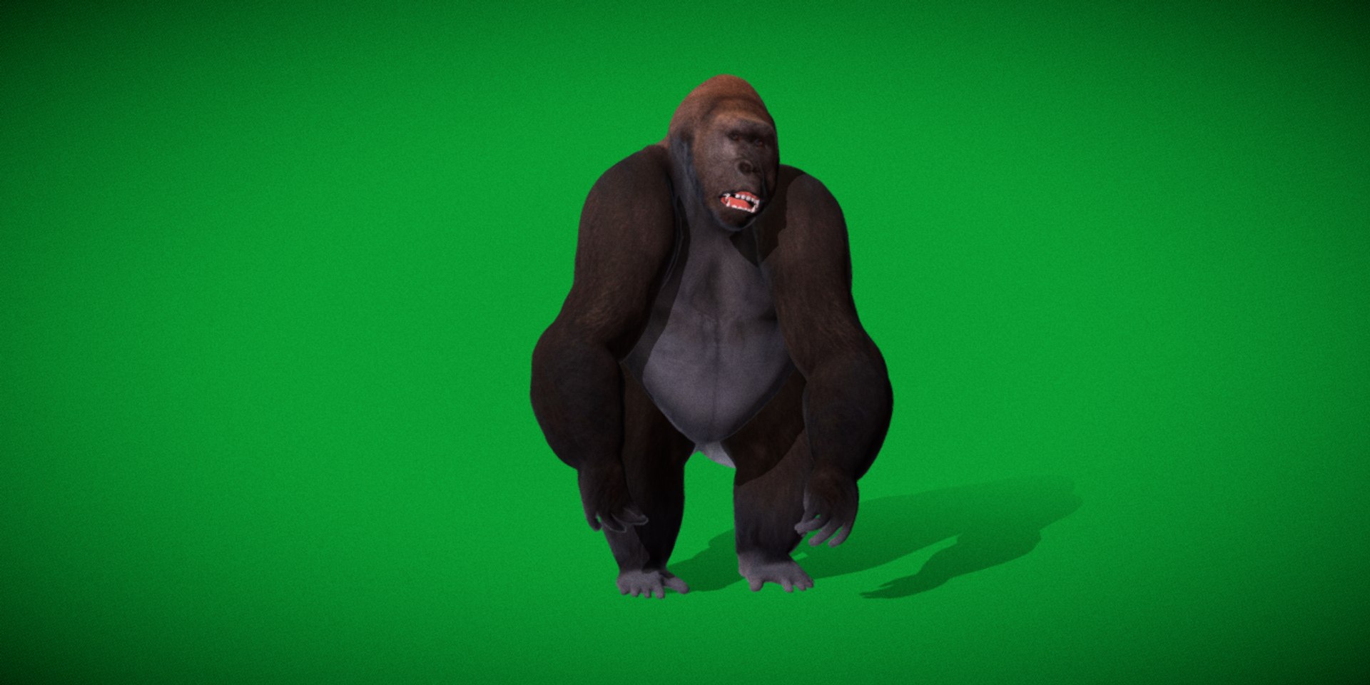 Western Lowland Gorilla model https://p.turbosquid.com/ts-thumb/do/xRzP7p/z1/western_lowland_gorilla_primate29/png/1737303566/1920x1080/fit_q87/dfc96e822859bc0d346f3848b5660dd01af67fc8/western_lowland_gorilla_primate29.jpg