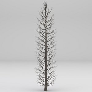 Winter Tuscan Cypress Tree 4