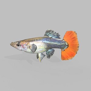 3D Guppy Fish Female model