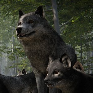 realistic wolf 3D model