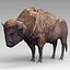 Bison