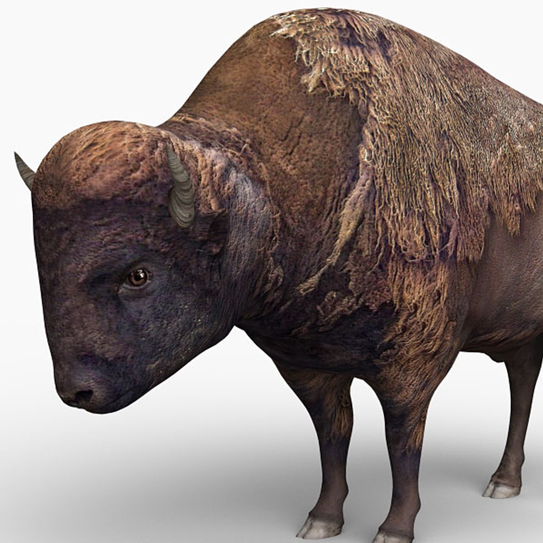 3ds bison https://p.turbosquid.com/ts-thumb/dp/83OSlb/TQmH962E/bison_05/jpg/1310117382/1920x1080/fit_q87/779deab632d591f80ad8aeae0d4f6429f74bd412/bison_05.jpg