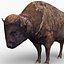 Bison