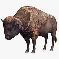 Bison