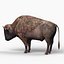 Bison