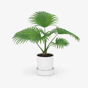 3D livistona palm model