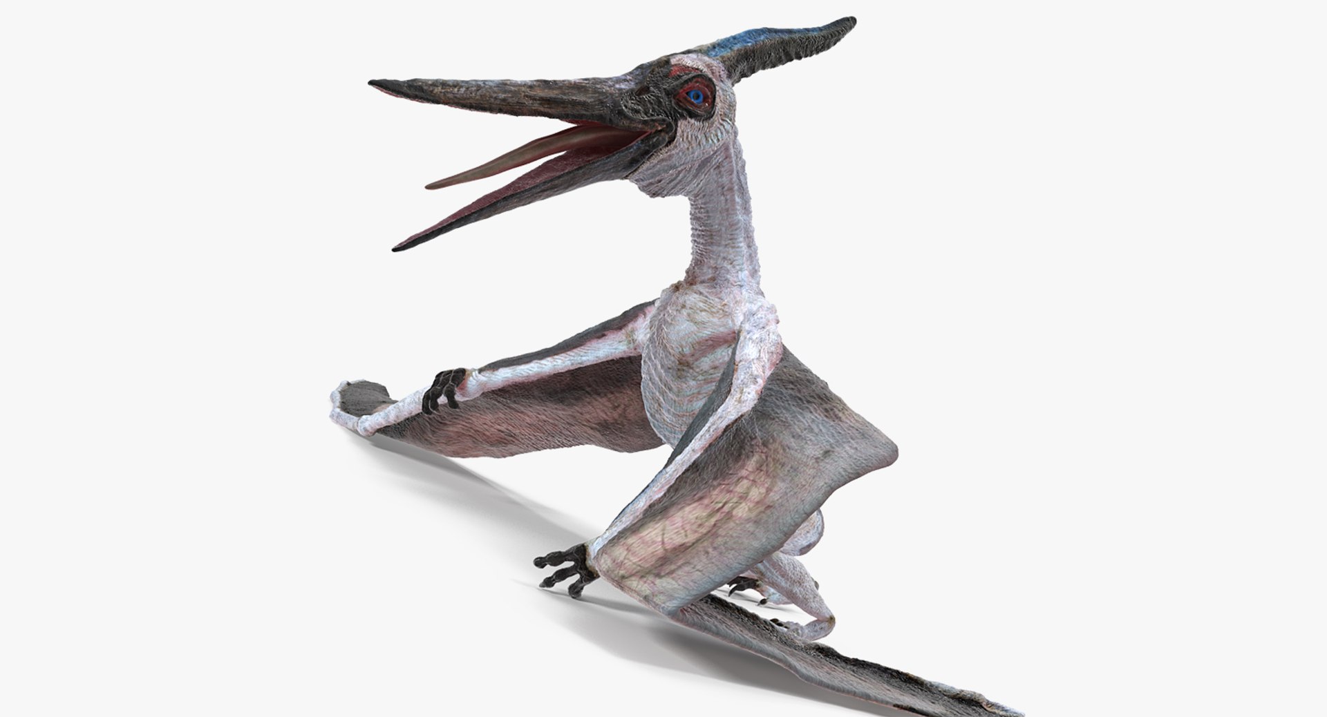 Pterosaur Pteranodon White Standing Pose 3D Model 3D model preview