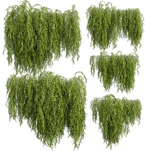 3D model Collection plant vol 541 - bush - Outdoor - ivy