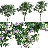 Lagerstroemia speciosa