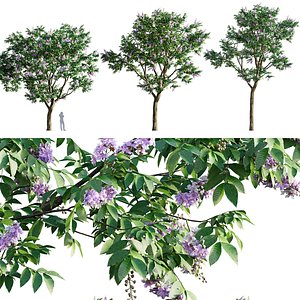 Lagerstroemia speciosa