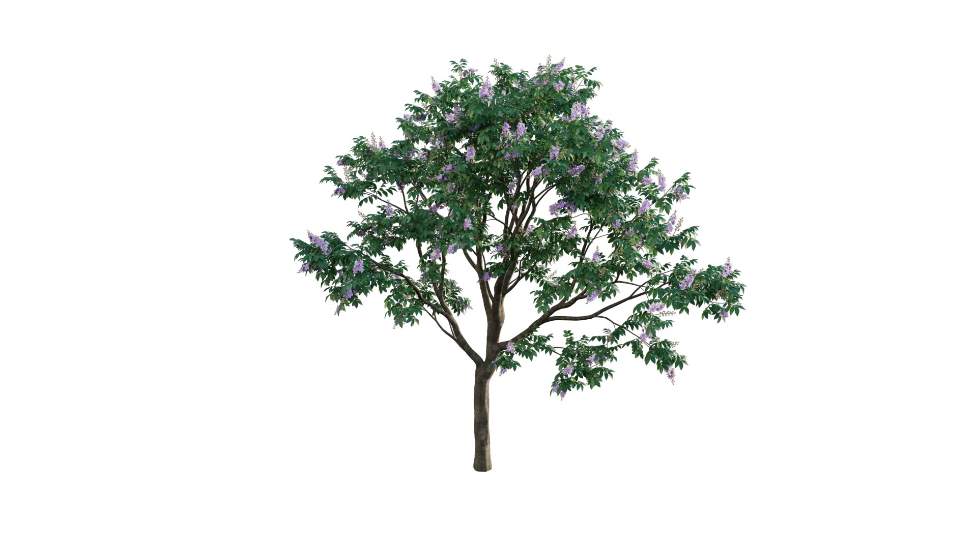 Lagerstroemia speciosa 3D https://p.turbosquid.com/ts-thumb/dp/KEc5uD/Ca/3dtree_lagerstroemiaspeciosa_00/png/1629881267/1920x1080/fit_q87/95ebab26994cf7be02920455323d66dc06a63cab/3dtree_lagerstroemiaspeciosa_00.jpg