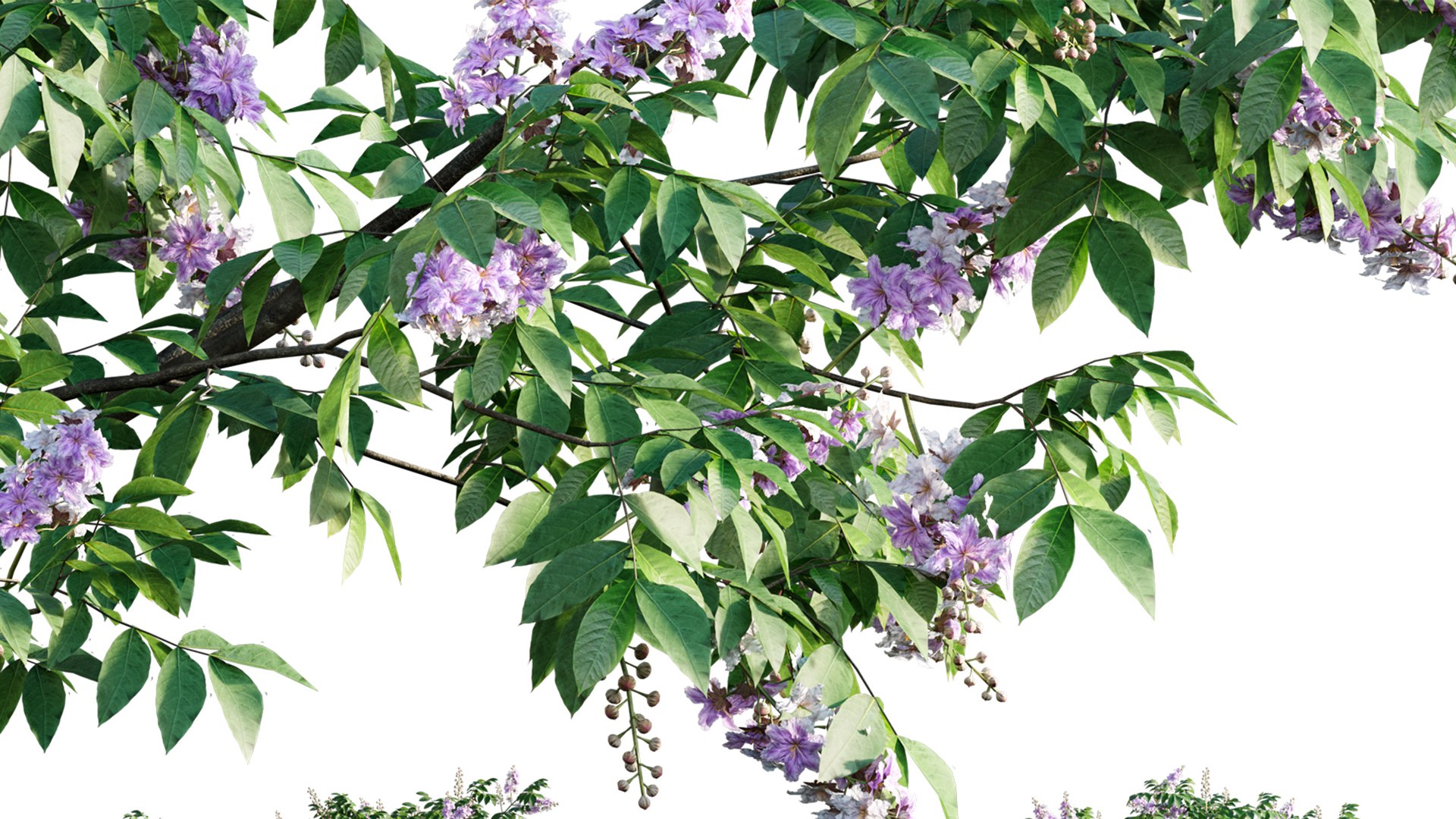 Lagerstroemia speciosa 3D https://p.turbosquid.com/ts-thumb/dp/KEc5uD/eZ/3dtree_lagerstroemiaspeciosa_v2/jpg/1629881267/1920x1080/fit_q87/2d63165f1f0332b75b7aa82102fd8861834ffaba/3dtree_lagerstroemiaspeciosa_v2.jpg